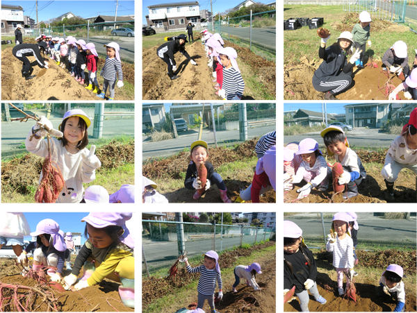 園農園 さつま芋堀り
